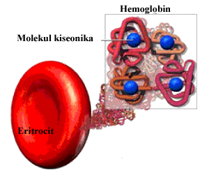eritrociti i hemoglobin